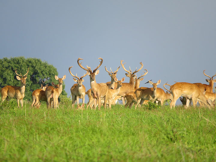 A herd of golden deer at the Shwesettaw Wildlife Sanctuary. Photo: MOI