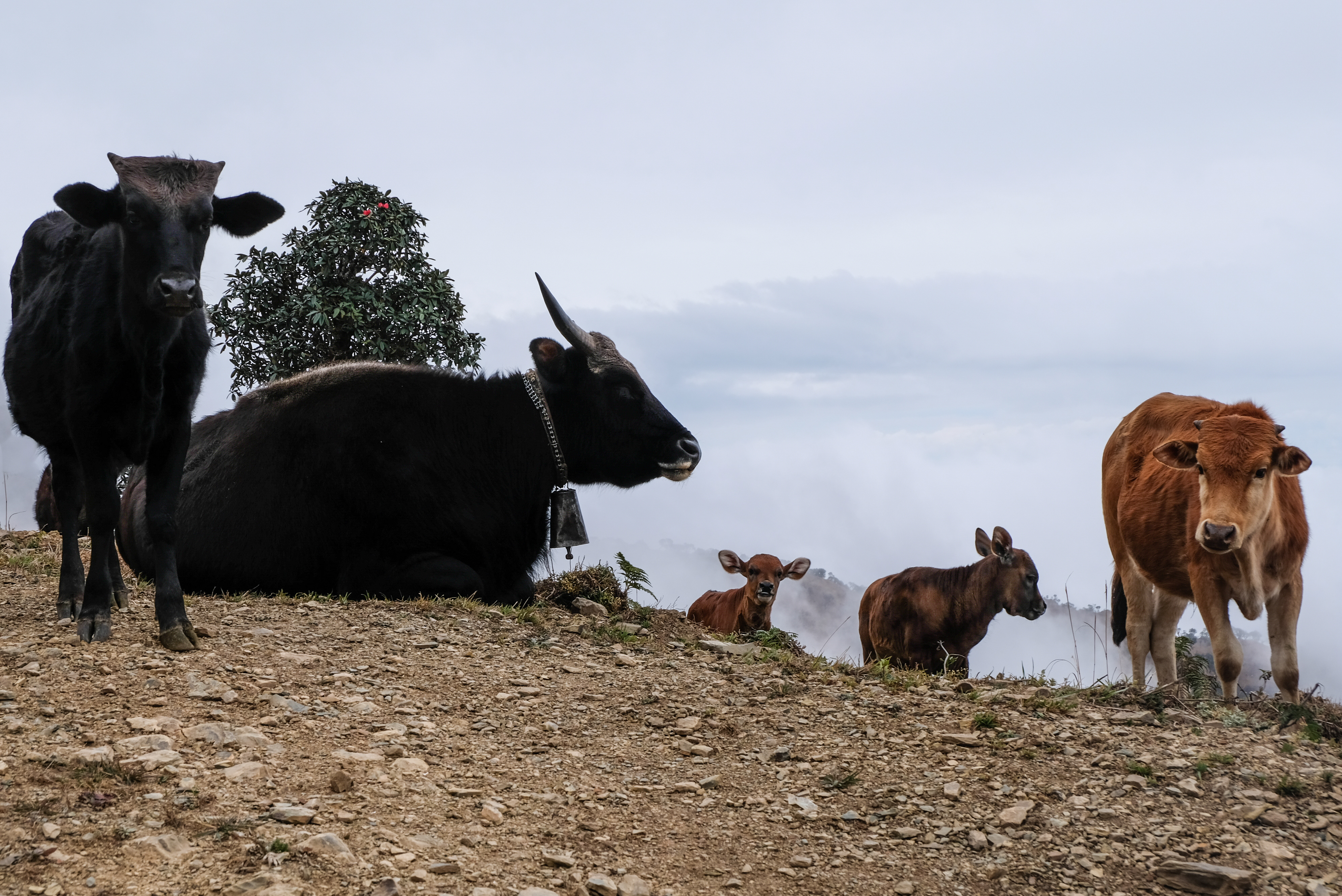 Mountain cows at Kennedy Peak