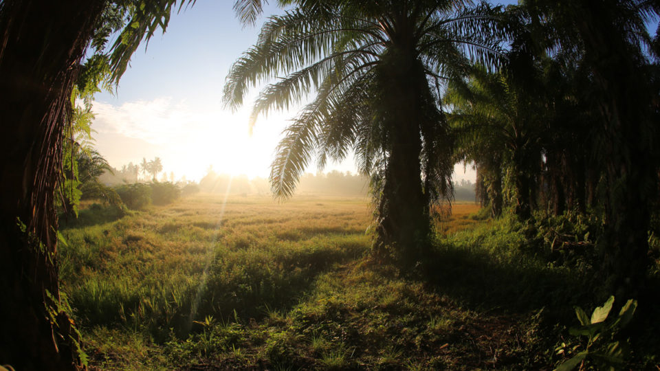 The sun rises behind an oil palm plantation in Indonesia’s North Sumatra province. Photo by Rhett A. Butler/Mongabay.