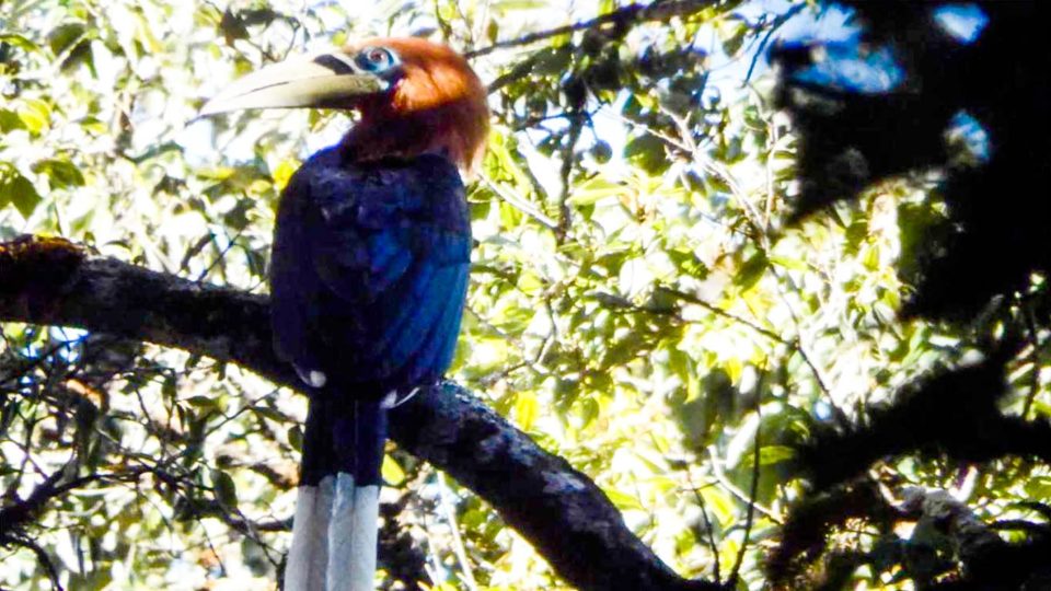 Rufous-necked hornbill. Photo:  Natmataung National Park