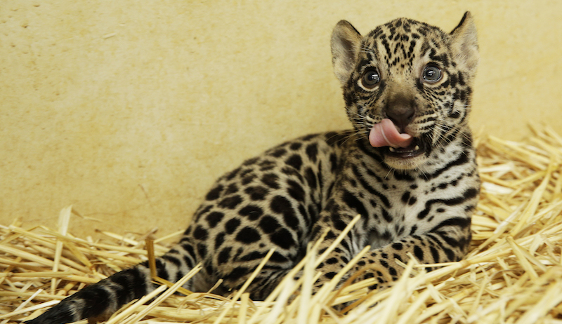 Jaguar cub. Photo: Wildlife Reserves Singapore