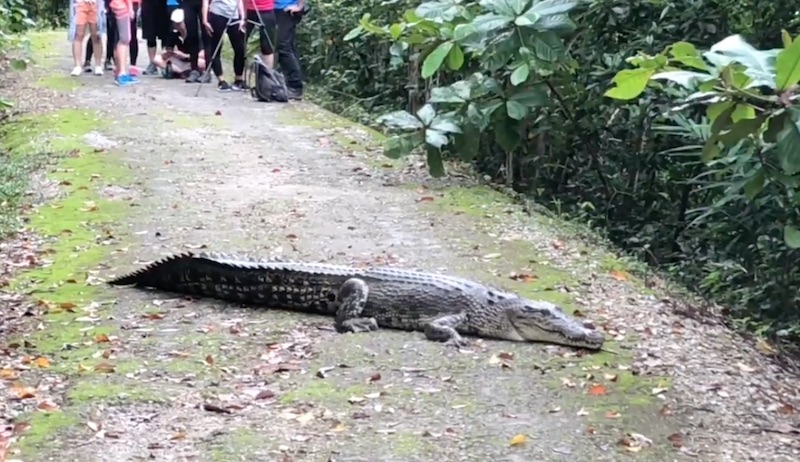 Screengrab from video