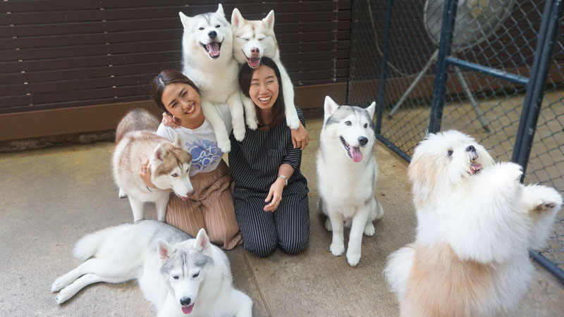 Momo (right corner) is not even a husky, but he leads the pack.