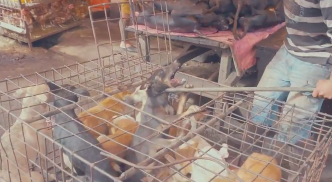 A dog about to be bludgeoned at a dog meat market in North Sulawesi as shown in a video by Dog Meat-Free Indonesia