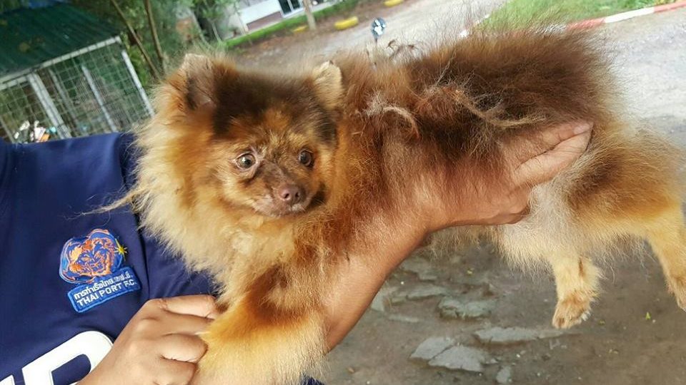 Photos: Watchdog Thailand/Facebook