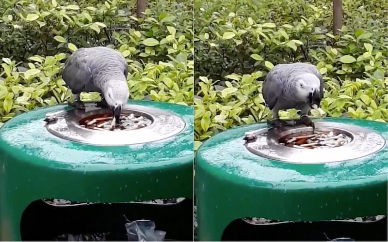 Photo: Video screengrab