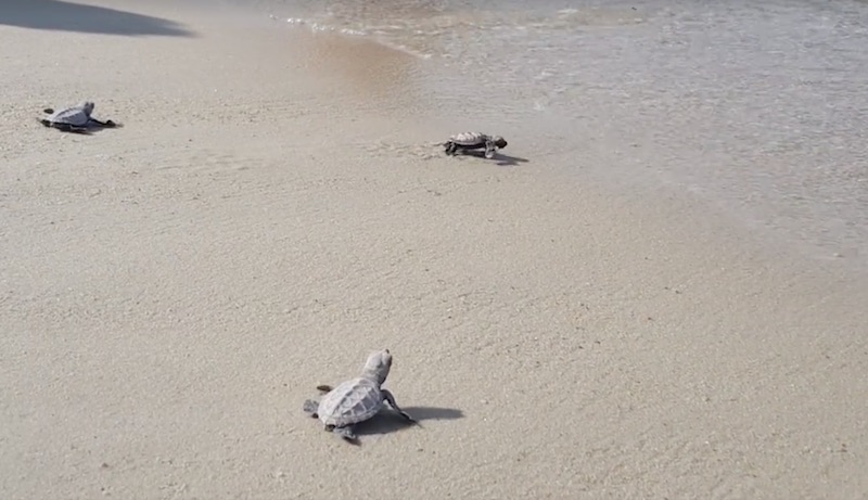 Screengrab from video