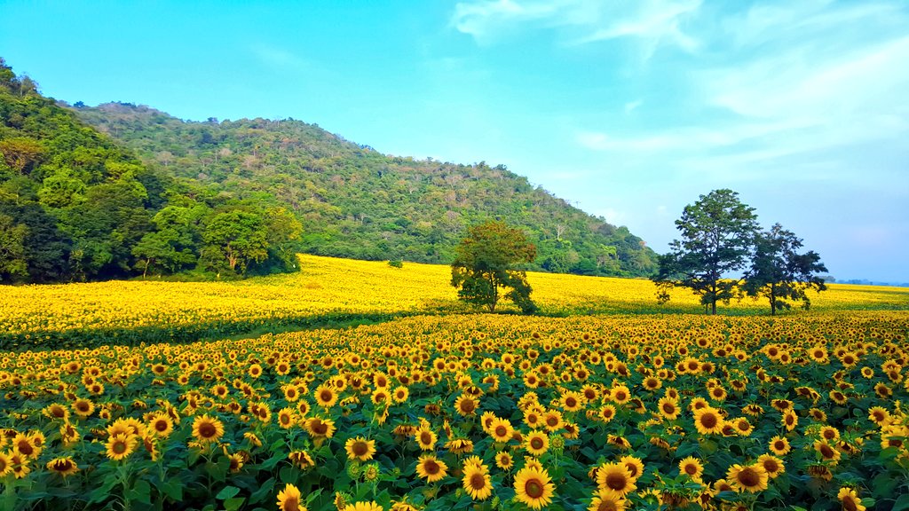 Massive, magical fields of sunflowers are blooming now in rural Thailand (PHOTOS) | Coconuts