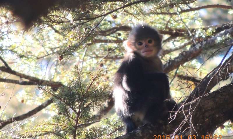 Infant Myanmar snub-nosed monkey. Credit: Shaohua Dong