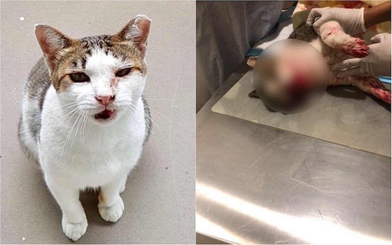 Photos: Mahlil Gallagher / Facebook