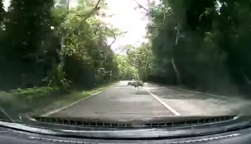 Screengrab from video