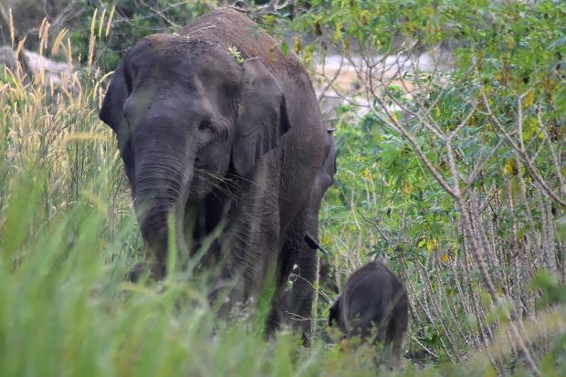 This handout photo taken in Bengkalis, Riau province on January 15, 2018 and released by the Rimba Satwa Foundation (RSF) shows 40-year old elephant Seruni (left) with her newborn baby elephant in Bengkalis on the Indonesian island of Sumatra. Photo: Rimba Satwa Foundation
