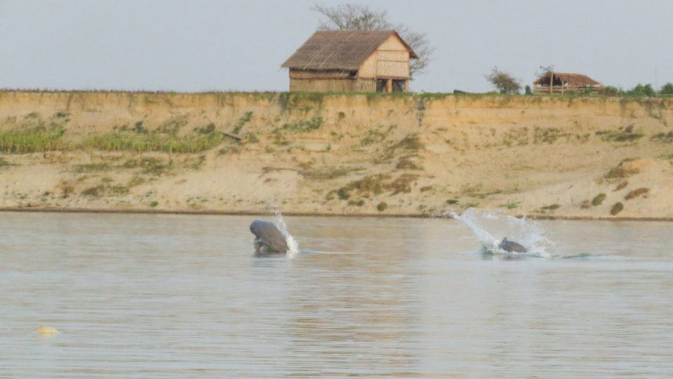 Irrawaddy dolphins observed by a survey team on the Ayeyawady River. Photo: WCS