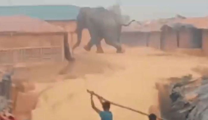 A wild elephant rampages through the Kutupalong refugee camp in Cox’s Bazar, Bangladesh, on Feb. 22, 2018. Image via Twitter / Shafiur Rahman.