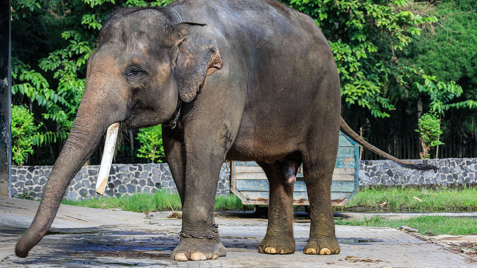 Photo illustation. Source: Wikimedia Commons