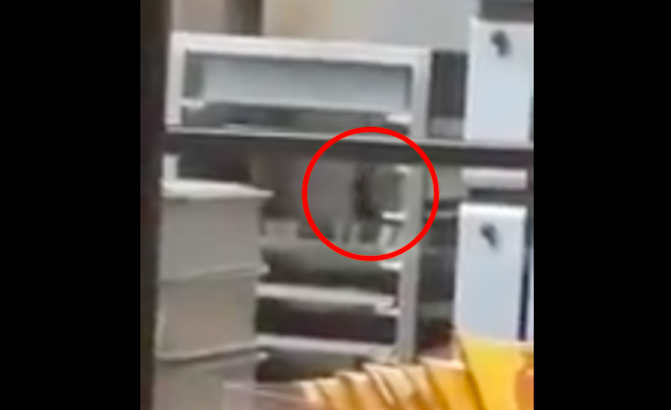 A couple of rats seen in the kitchen of a BreadTalk chain in Yogyakarta. Photo: Video screengrab