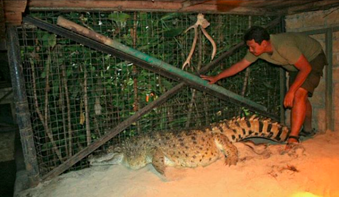 An Indonesian man visiting a crocodile he had kept as a pet for 21 years. The crocodile was recently confiscated by the government and placed in the popular Taman Safari conservation park in Bogor. Photo: Instagram/@taman_safari