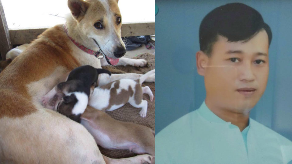 Ko Zaw Wun and the family of dogs he was caring for before he died. Images via Daw Mya Lay Khin.