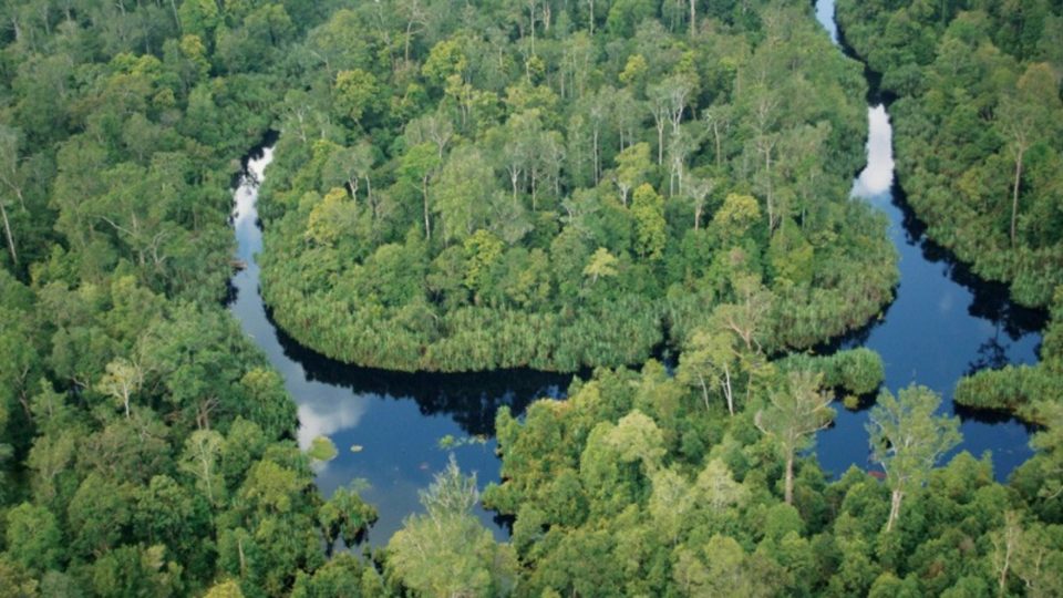 Indonesia’s peatlands PHOTO: Facebook/Greenpeace.org