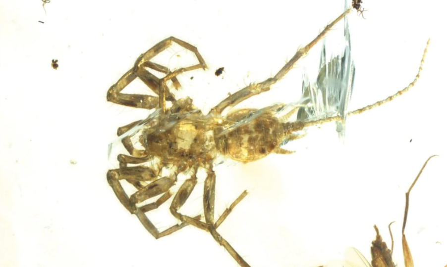 The holotype, or first specimen, of the new arachnid species Chimerarachne yingi. Photo: Bo Wang