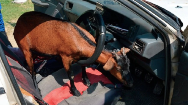 Yer boy busy rn, call u l8r via Civil Defense Force