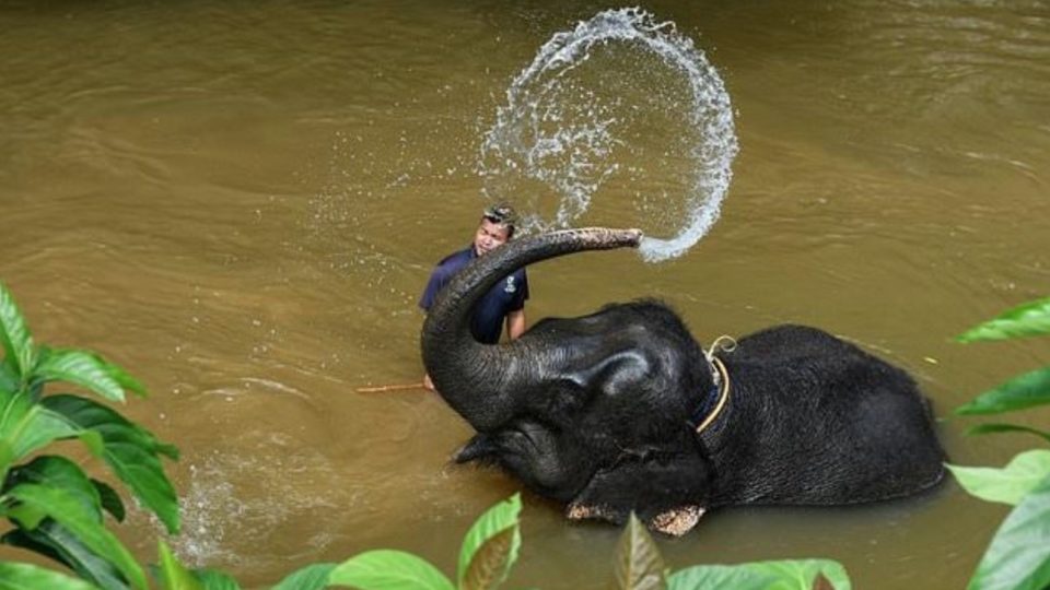 This picture taken on January 16, 2018 shows Malaysian mahout Hishamuddin bathing rescued elephant Timor in a river at the Kuala Gandah Elephant Conservation Centre in Kuala Gandah, about 100 kms (60 miles) outside Kuala Lumpur. The sanctuary in Kuala Gandah, central Malaysia, is an area of secluded rainforest where “mahouts” — as the keepers are known — care for a 26-strong group of endangered Asian elephants.
Manan VATSYAYANA / AFP