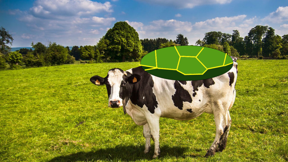 Not the actual turtle that was supposedly birthed by a cow. Photo illustration for comedic purposes only.