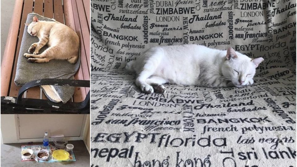 Photo: Please help Fatty Fred / Facebook