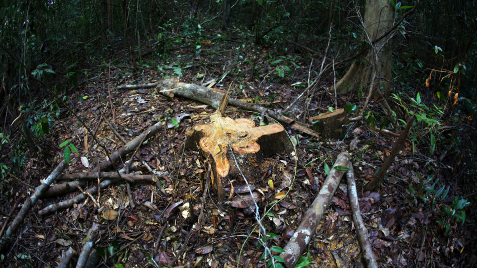 An illegally logged tree in Central Kalimantan, Indonesian Borneo. Photo by Rhett A. Butler/Mongabay.