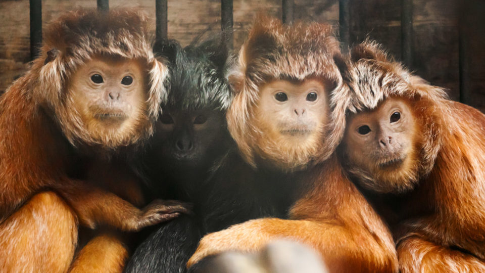 Two Javan lutungs were among the animals confiscated by police after arresting the traffickers. (Photo illustration)