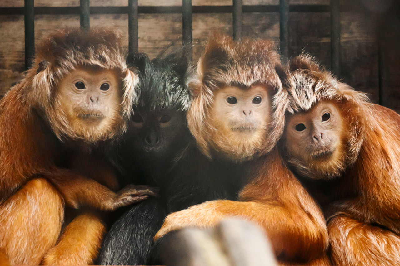 Two Javan lutungs were among the animals confiscated by police after arresting the traffickers. (Photo illustration)
