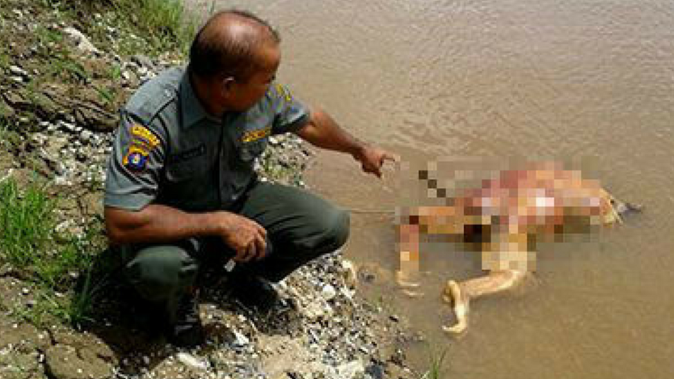 The headless body of a male Bornean orangutan was found floating in a river in Central Kalimantanon Mon, Jan 15, 2017. Photo courtesy of Central Kalimantan Conservation Agency.