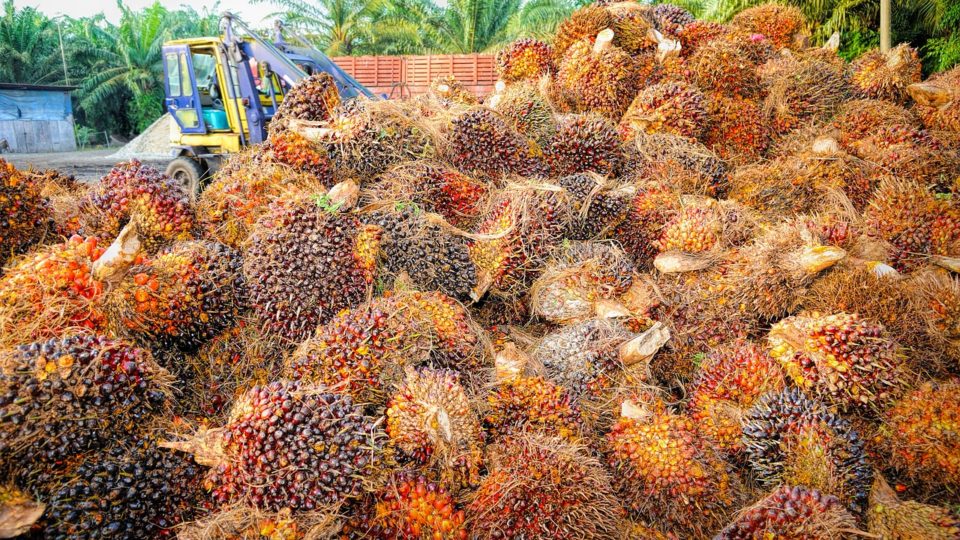 Palm fruits. PHOTO: Pixabay