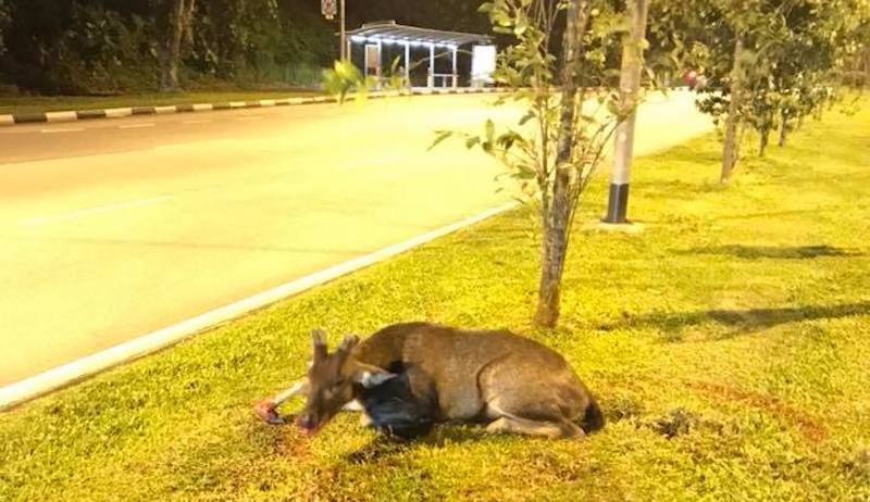 Photo: Muhd Iqbal Zai/Facebook