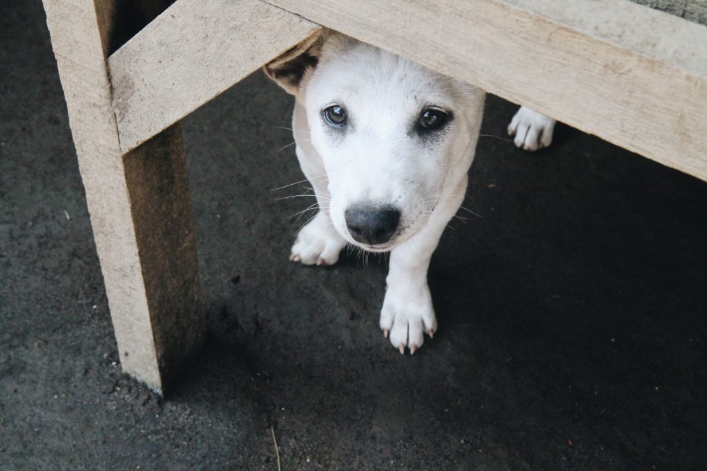 Photo: Coconuts Bali