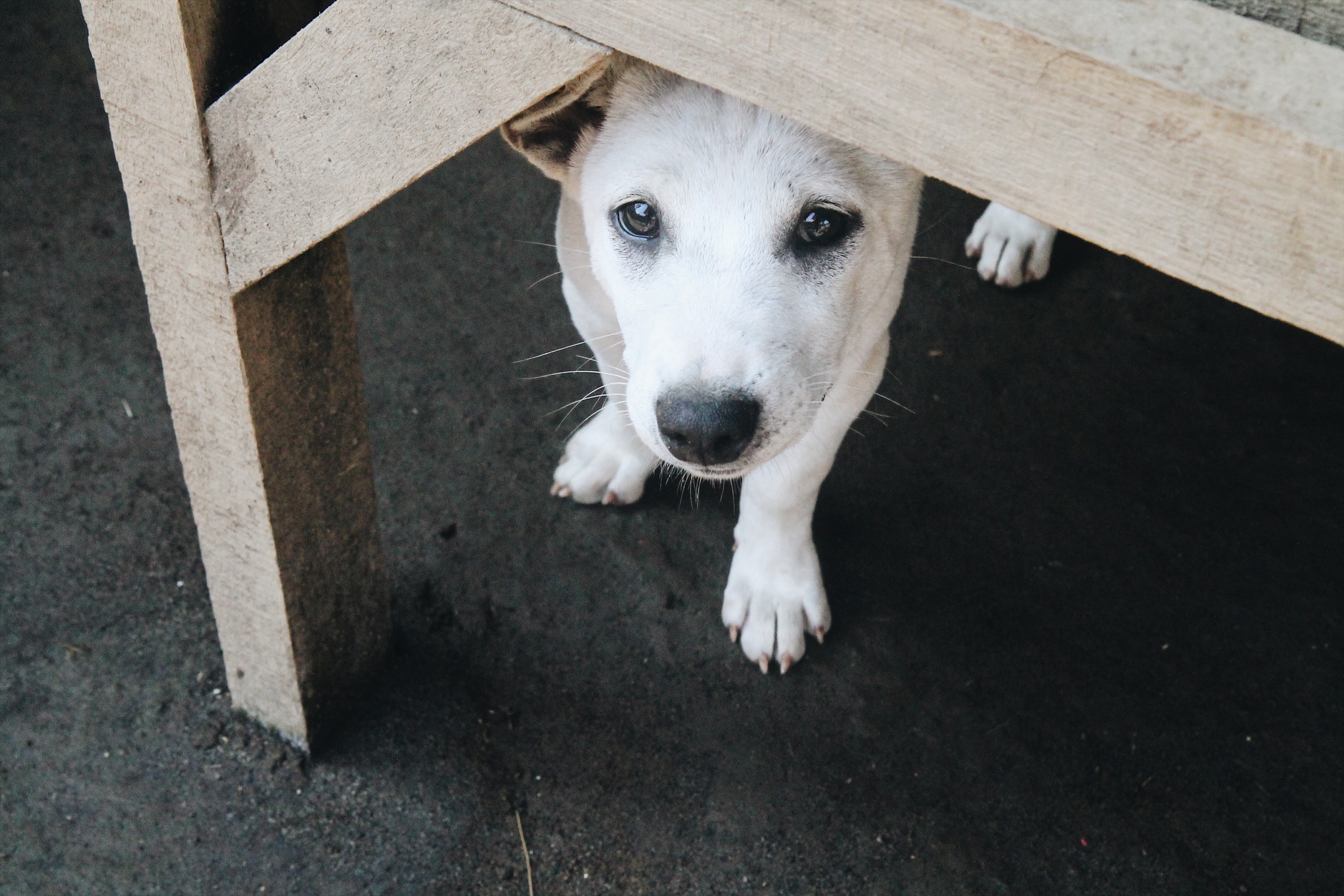 Photo: Coconuts Bali