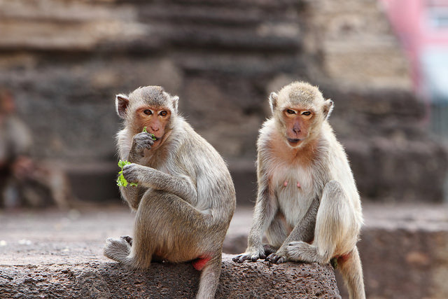 A file photo of long-tailed macaques at the Monkey Temple, Lopburi, Aug. 11, 2016. Photo: Pierluigi Peperoni