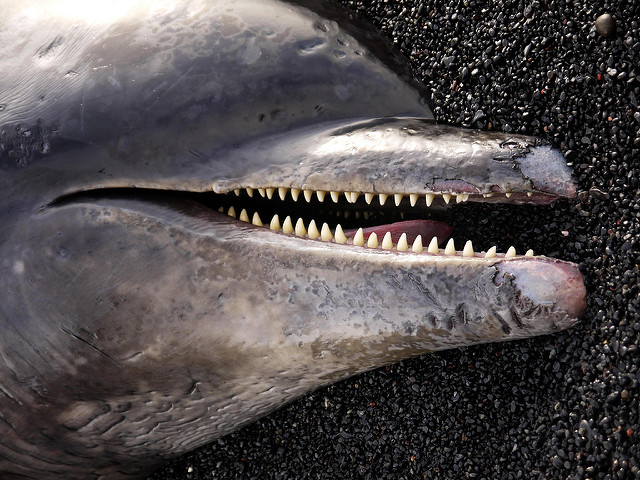 Illustration. Photo: Flickr