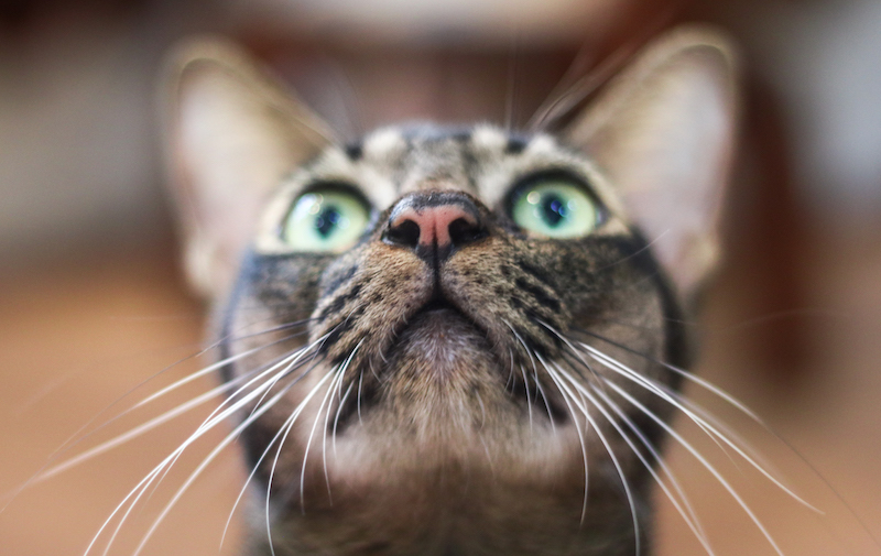 Photo: The Cat Museum