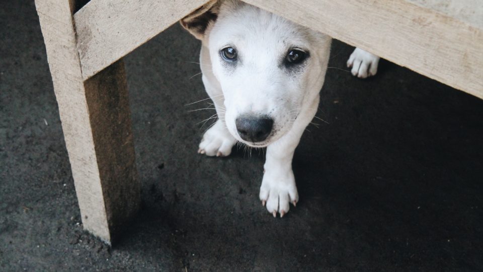 Representational purposes only of a dog we humans are undeserving of 