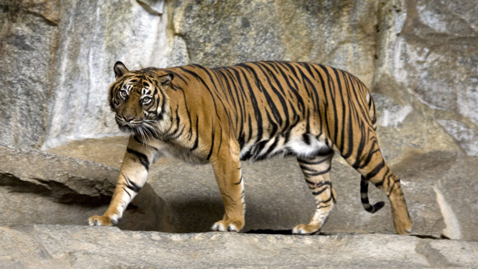 Sumatran Tiger. PHOTO: WikiCommons