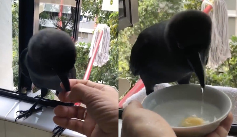 Screengrabs from video