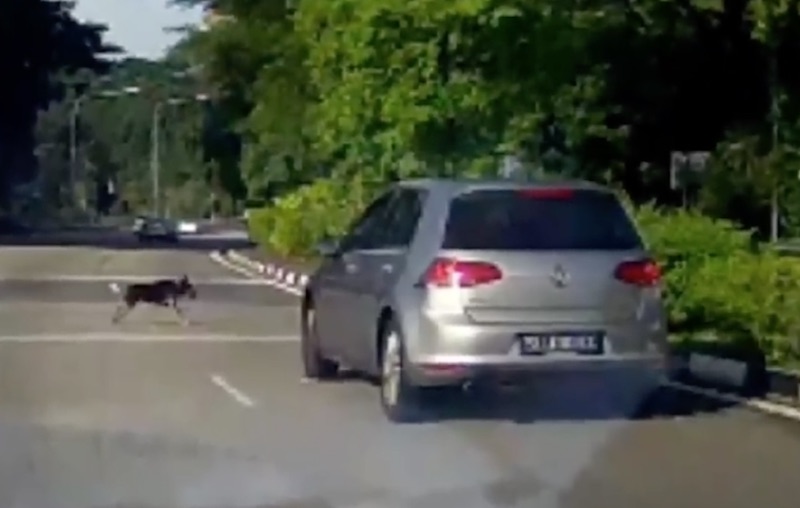 Photo: Video screengrab