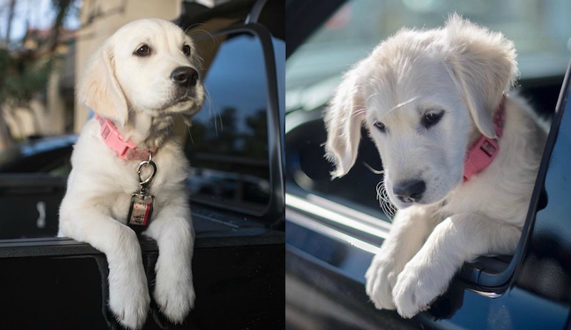 Just look at this cutie. Photos: Alex Beattie/Flickr