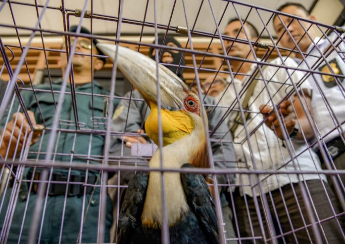 This July 2017 photo shows a wreathed hornbill in a cage after Indonesian authorities have detained an alleged wildlife trafficker. PHOTO: AFP