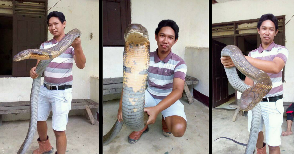 Viral: Just a guy in Indonesia chilling out with a king-sized king ...