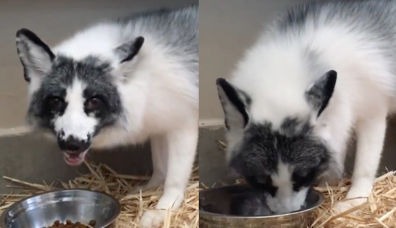 Screengrab from video