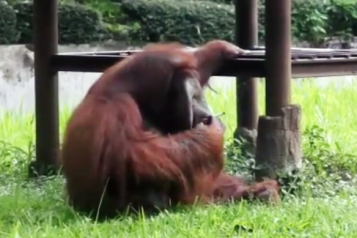 A male orangutan in Indonesia’s Bandung Zoo smoking a cigarette tossed into his enclosure by a visitor on March 4, 208. Photo: Facebook/Marison Guciano