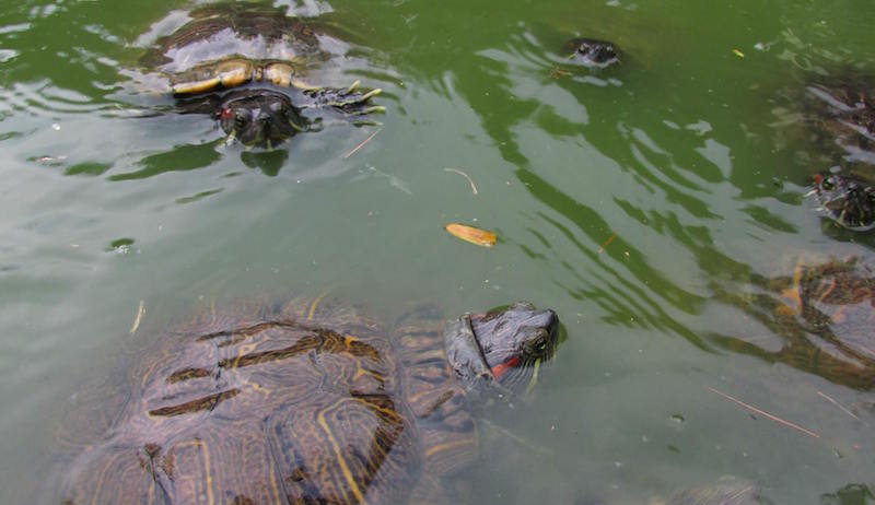 Photo: The Live Turtle and Tortoise Museum of Singapore/Facebook