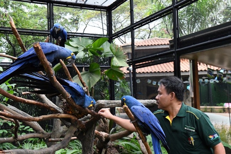 Razali checking on hyacinth macaws at Jurong Bird Park in Singapore.
AFP PHOTO by  Roslan Rahman. 